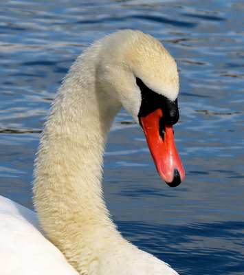 g9/83/550183/3/159345534.Nlgqhi2c.jpg