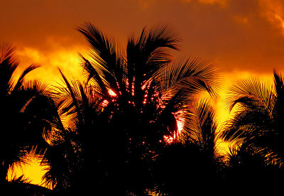 feu sur palmiers
