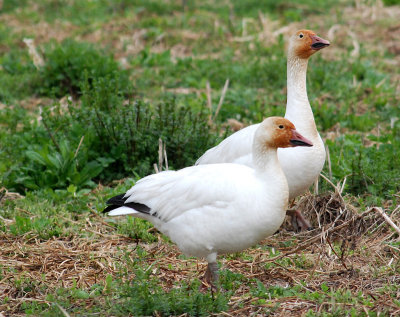 g9/83/550183/3/160096760.5tiJSPal.jpg