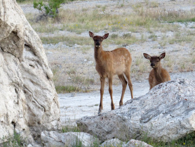 Les Wapitis de Mammoth Hot Springs