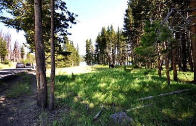 NATURE SAUVAGE DE YELLOWSTONE