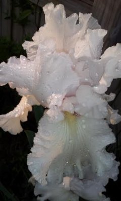 flower n rain 1.jpg
