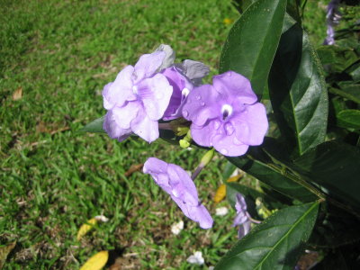 costa rica had many beautiful flowers