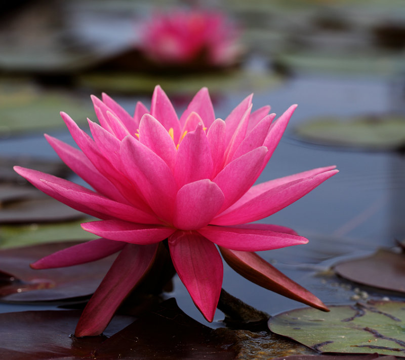 Lilypons III