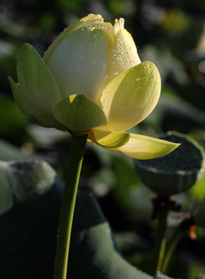 Lotus I