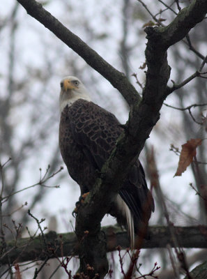 Bald Eagle