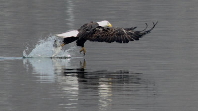 Eagles
