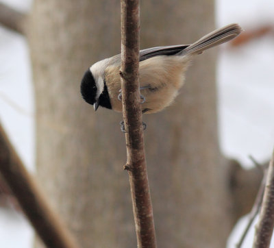 Birds in the Neighborhood