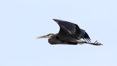 GBH