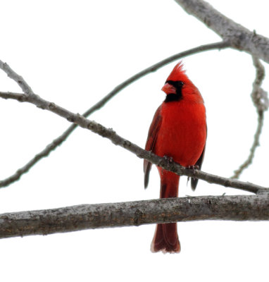 Cardinal