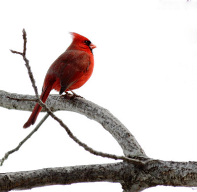 Cardinal