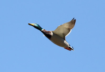 Duck