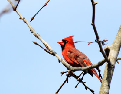 Cardinal