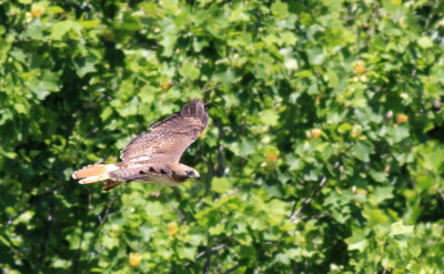 Red Tailed Hawk I 
