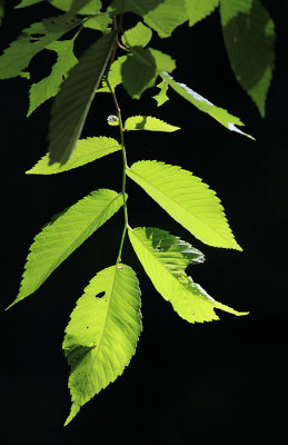 Sun on leaves