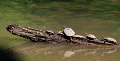 Turtles