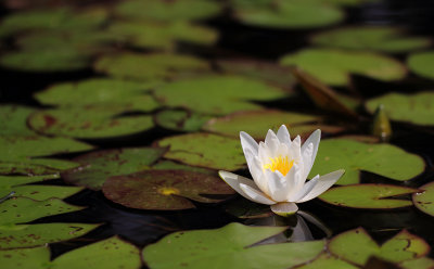 Lilypons I