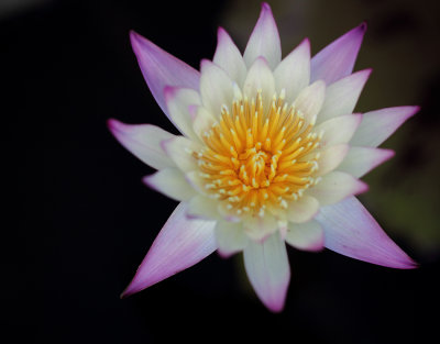 Lilypons VI