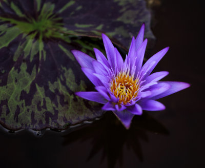 Lilypons II