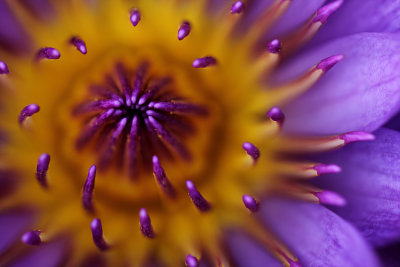 Lilypons XII