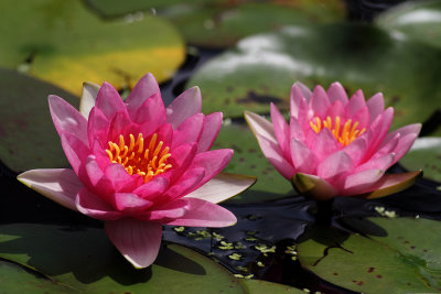 Lilypons IX