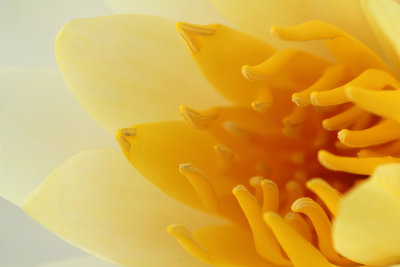 Lilypons X