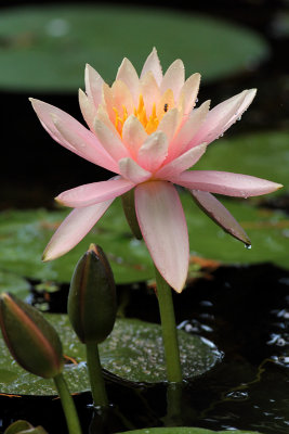 Lilypons VIII