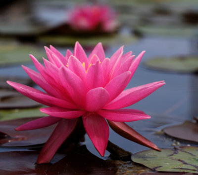 Lilypons III