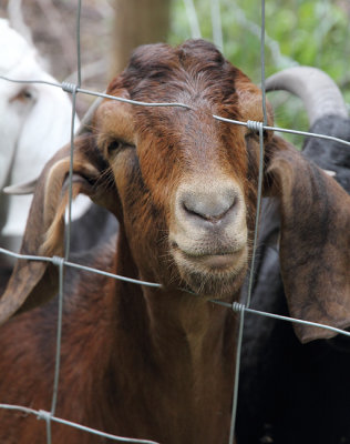 Pop-pop's Goats