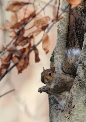 Squirrel