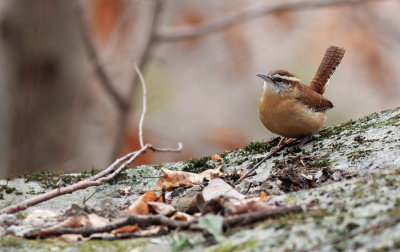 Birds in the Neighborhood