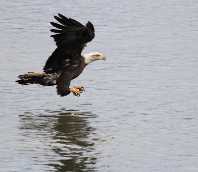 Coming in for the catch
