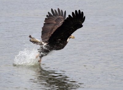 Splash!
