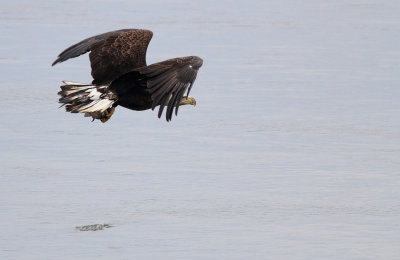 Eagle