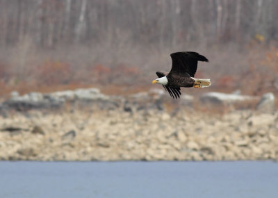 Eagle