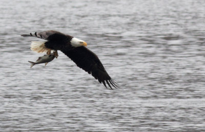 Eagle