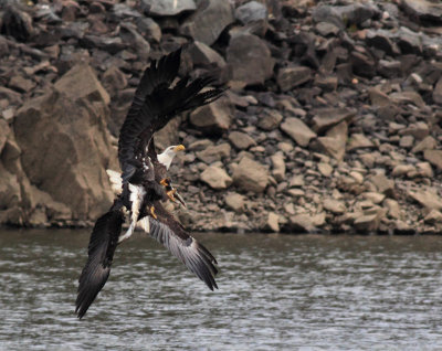 Eagles fighting II