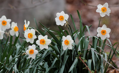 Spring