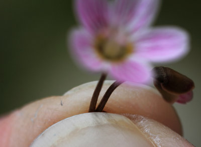 Tiny Flowers (Self Portrait)