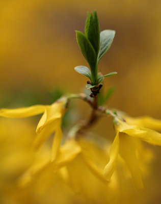 Green on Yellow