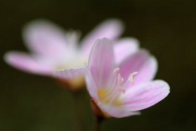 Tiny Flowers
