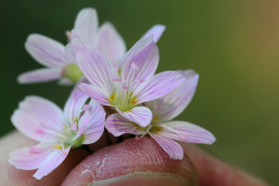 A little bokeh for Mothers Day I
