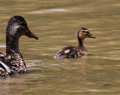Duckling