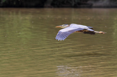 GBH