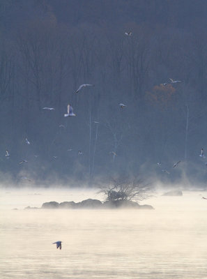 Bald Eagles