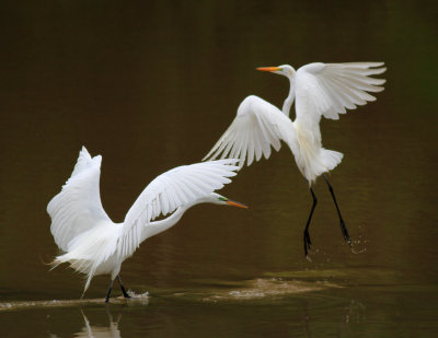Birds