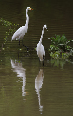 Birds