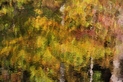 Fall colors