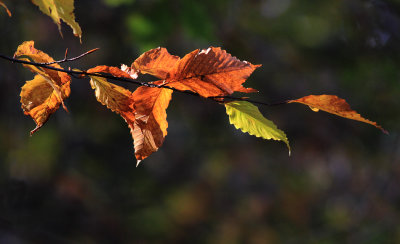 Fall colors