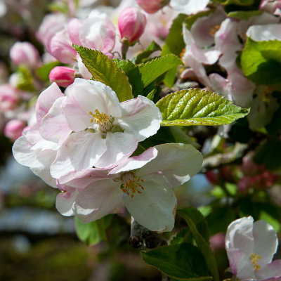 Apple blossom